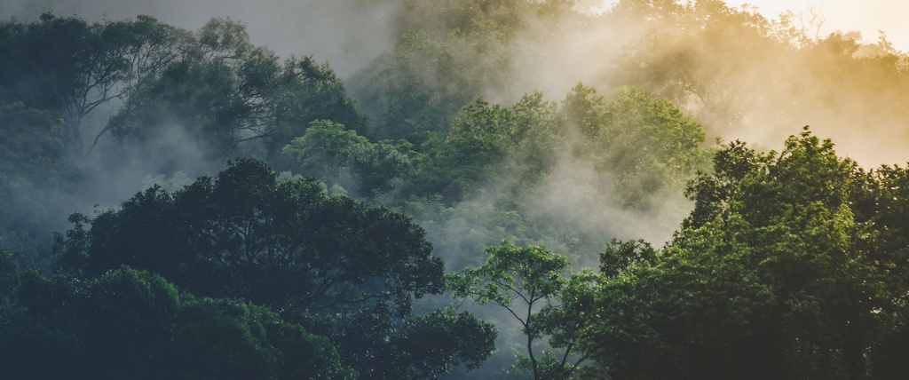 A misty forest